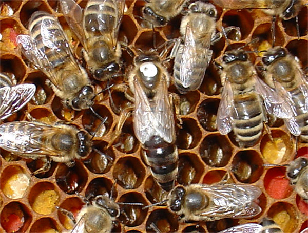 Купить Пчеломаток В Пчеловодных Магазинах Спб