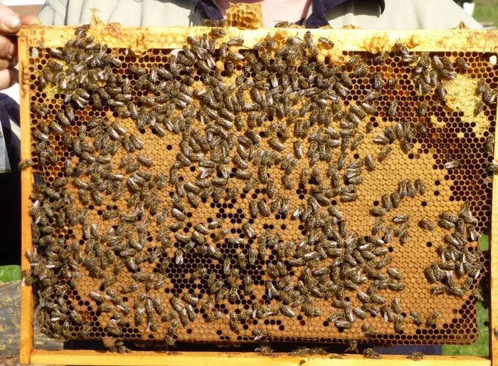 Пошаговая инструкция по транспортировке и пересадке пчелопакета