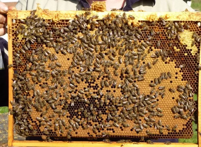 Магазин Пчеловодства В Великом