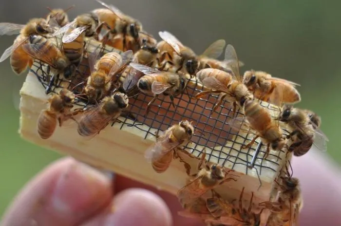 Способы сделать отводки пчел или способы размножения пчелиных семей