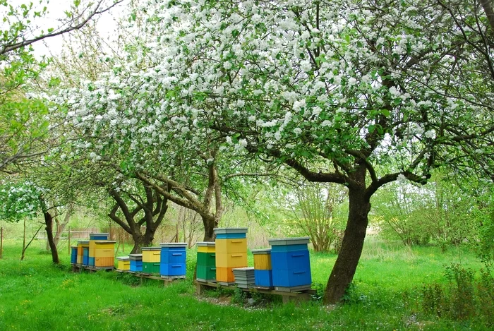 Пчеловодство для начинающих. Продукция пчеловодства